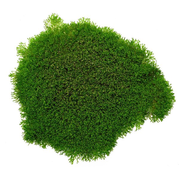 Риччия Дварф