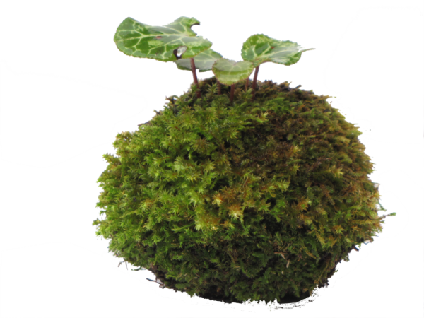 Мох Кокедама