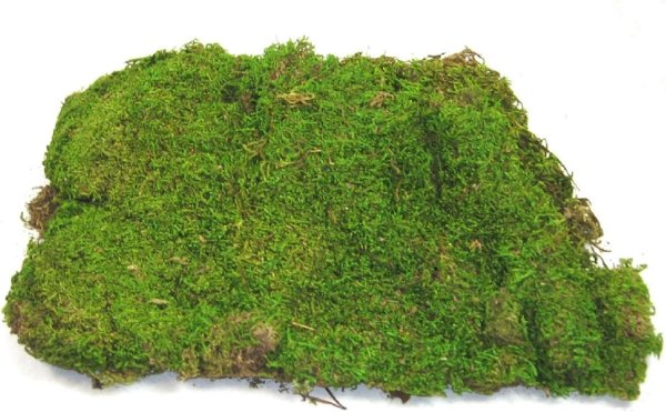 Мох на белом фоне