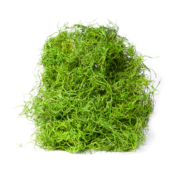 Мох текстура