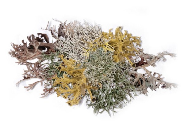 Цетрария Исландская гербарий