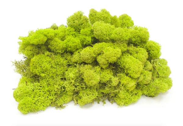 Мох ягель зеленый стабилизированный