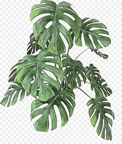 Монстера тонкая Monstera tenuis