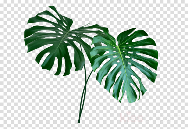 Лист тропического растения без фона