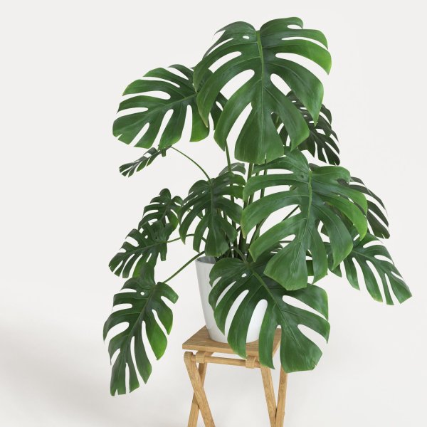 Монстера Делициоза