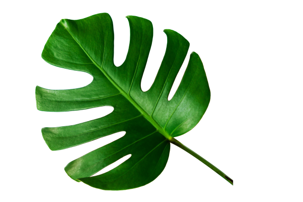 Тропические листья монстеры