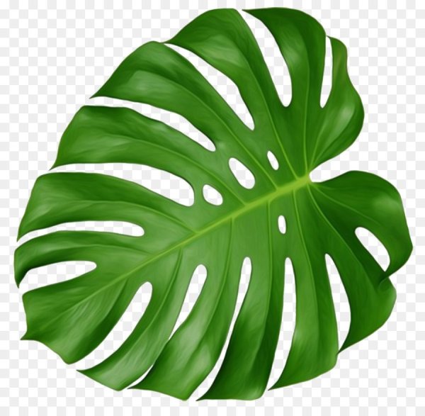 Tropical Monstera Leaf