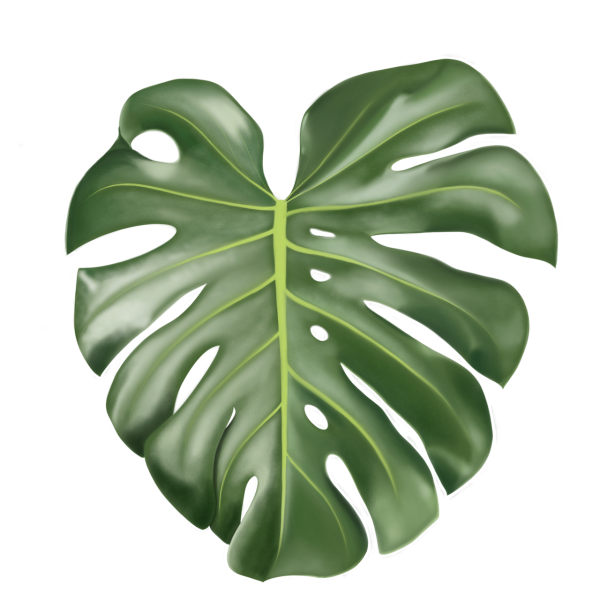 Монстера Делициоза