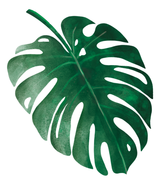 Лист монстеры