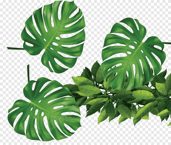 Monstera Plant фон