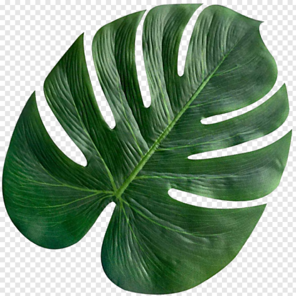 Monstera Leaf
