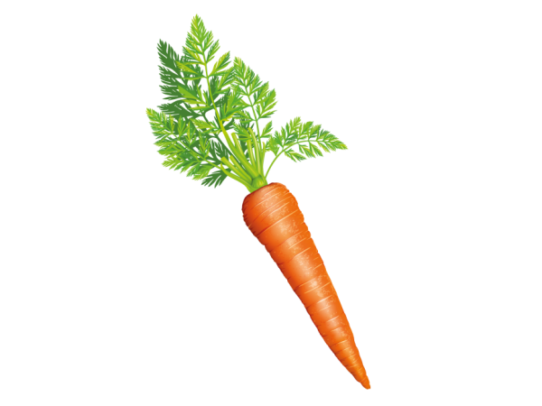 Морковь без фона