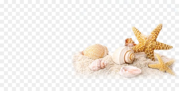Морские ракушки на прозрачном фоне