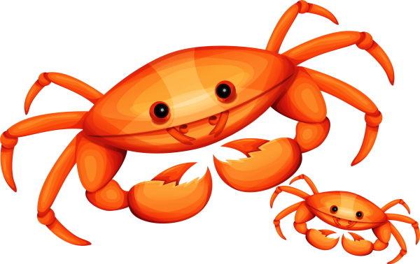 Морские животные на белом фоне