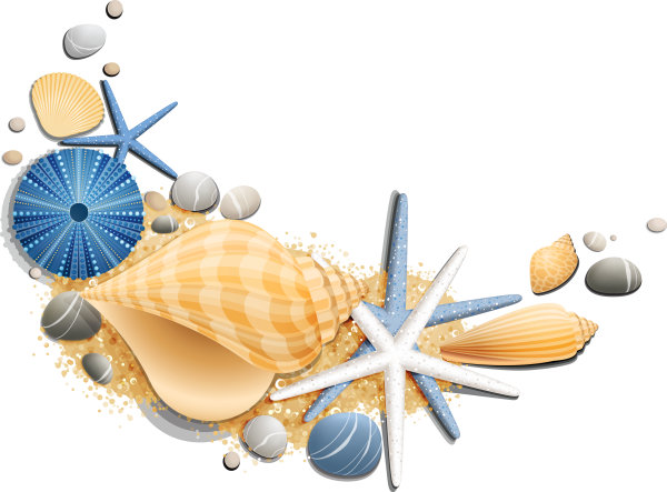 Ракушка без фона