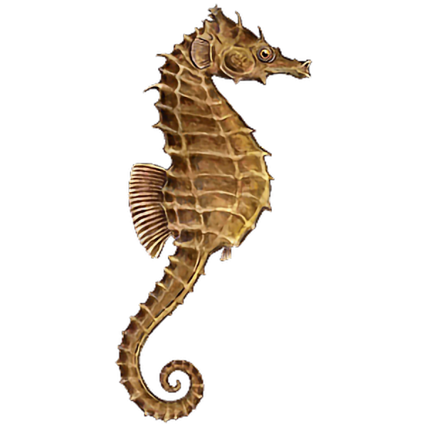 Морской конек на белом фоне