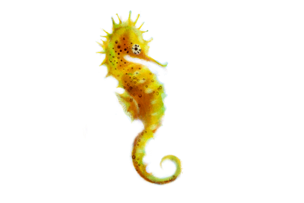 Морской конек на белом фоне