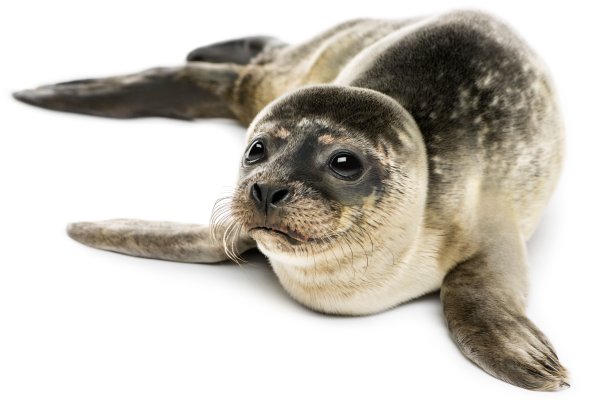 Тюлень на белом фоне