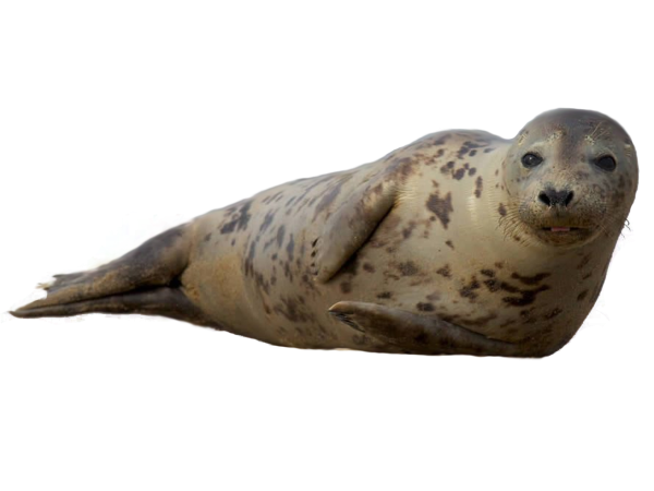 Нерпа на белом фоне
