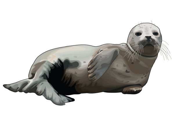 Байкальская Нерпа на белом фоне