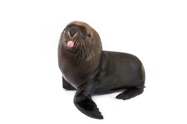 Морской котик на белом фоне