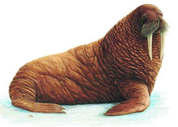 Тихоокеанский морж (Odobenus rosmarus divergens)