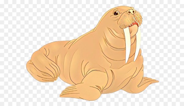 Морж рисунок