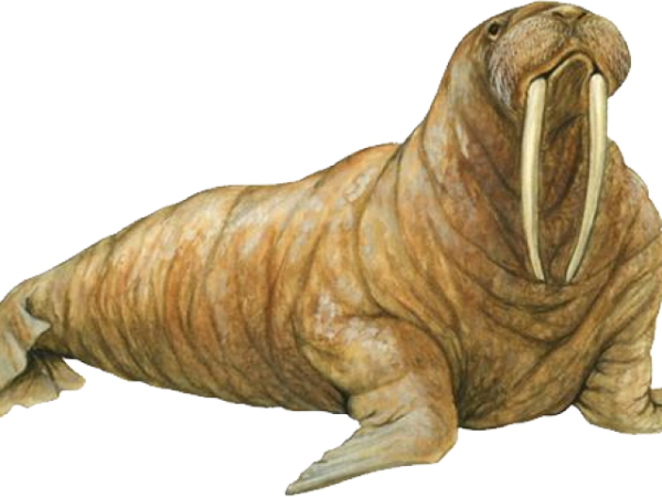 Моржиха на белом фоне