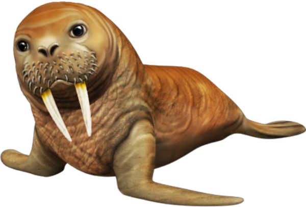 Моржонок на белом фоне