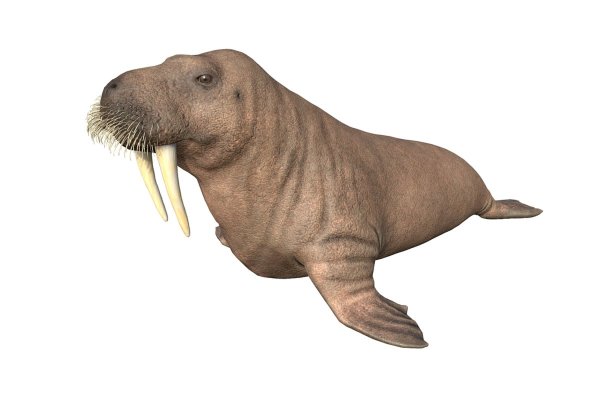 Морж анимация