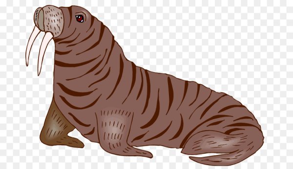 Морж для детей