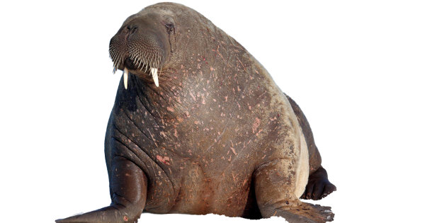 Морж на белом фоне