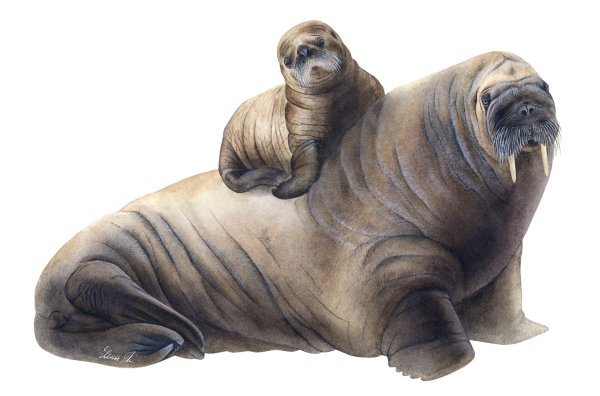 Морж для детей