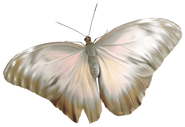 Белые бабочки на прозрачном фоне