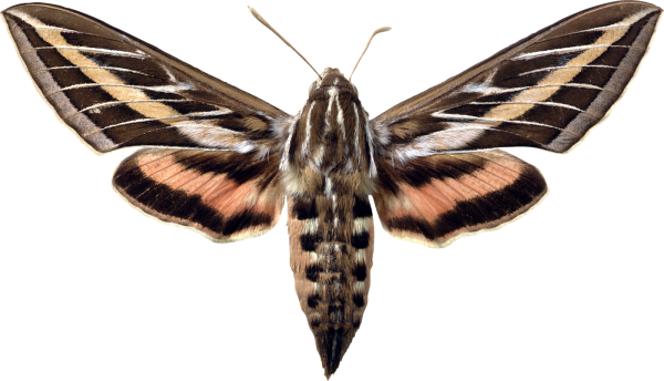 Мотылек на прозрачном фоне