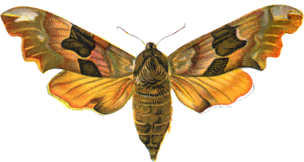 Мотылек для детей на белом фоне