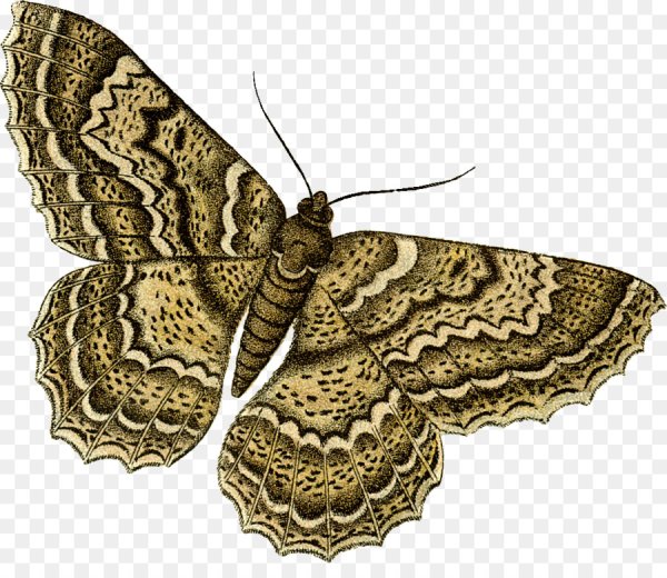 Мотылек на белом фоне