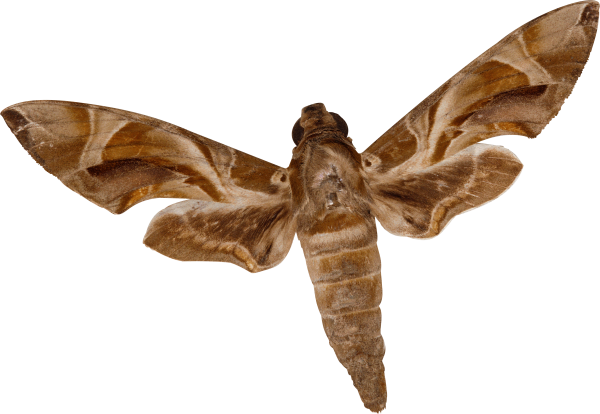 Мотылек на прозрачном фоне