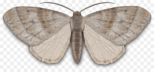 Моль на белом фоне