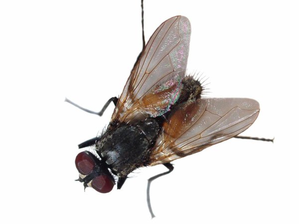 Муха на белом фоне