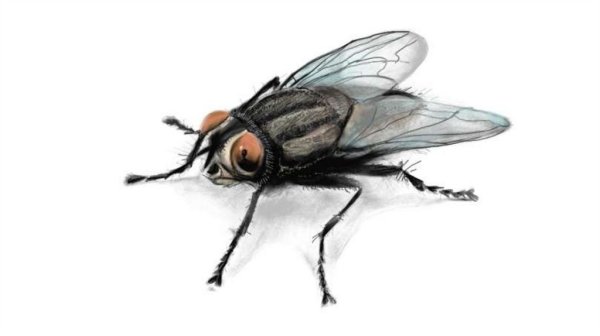 Насекомые Муха для детей