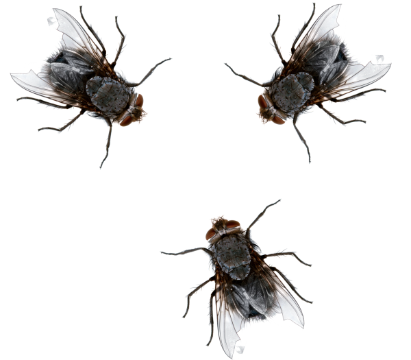 Муха для детей