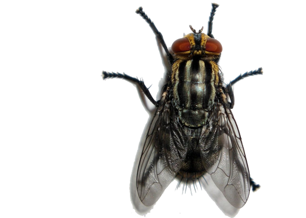 Муха вид сверху