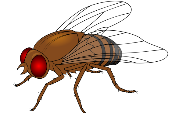 Плодовая мушка дрозофила рисунок