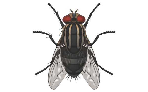 Муха для дошкольников