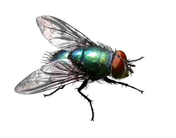 Муха для дошкольников