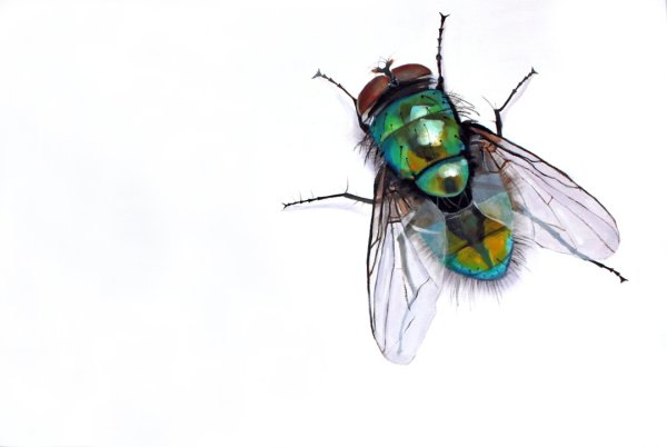 Муха для детей