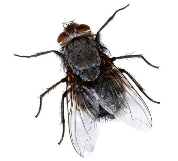 Муха на белом фоне