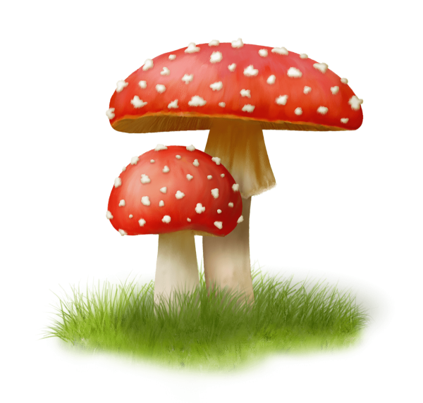 Гриб мухомор на белом фоне