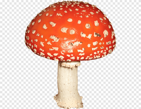 Мухомор на белом фоне